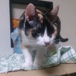 小柄で可愛い三毛猫ちゃん