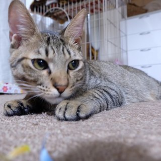 ビビりだけどちゅ～る大好き！ほだか君。