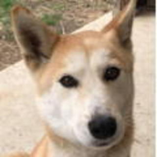 ミックス犬　オス　7歳　まる君　募集中☆