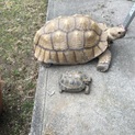 ケヅメリクガメ オス 15才 里親募集します