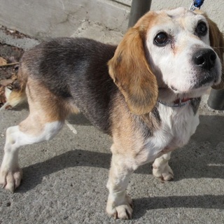 元気なビーグル三葉ちゃん