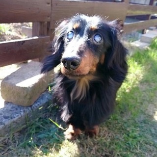 ダックス穏やかなトニー君