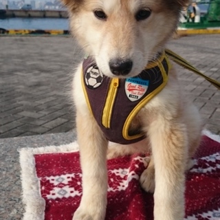 子犬　３月　メス