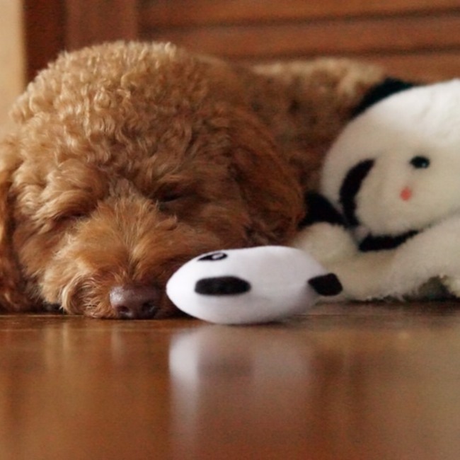 ガブち17のカバー写真