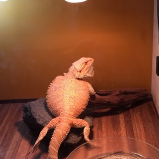 フトアゴヒゲトカゲ　二匹