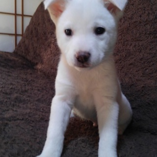 可愛い仔犬のモモです。