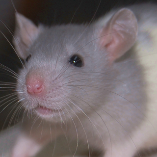 ファンシーラットの赤ちゃん10匹　里親決定