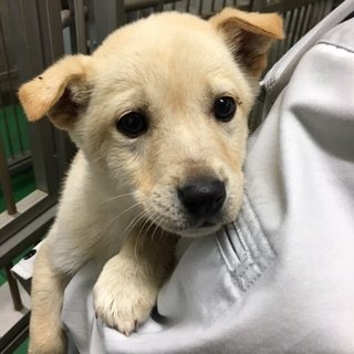 保健所よりレスキュー子犬③オス