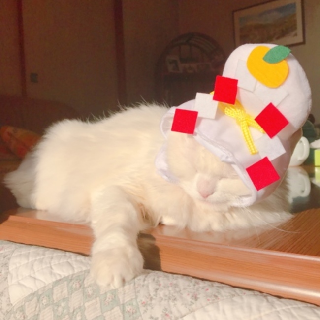 kinoko1228のカバー写真