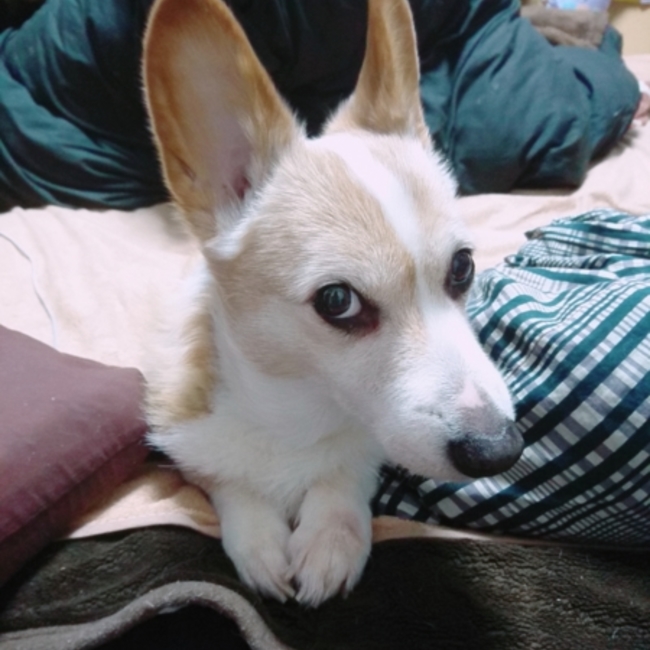 麻疹のカバー写真