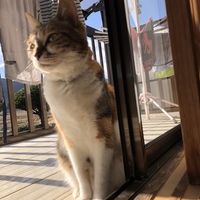 こまめ