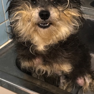 ヨーキー&Mシュナウザー mix犬