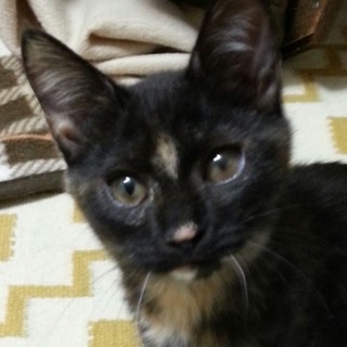 個性派サビ猫マムちゃん♪4ヶ月