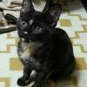 個性派サビ猫マムちゃん♪4ヶ月 サムネイル2