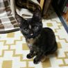 個性派サビ猫マムちゃん♪4ヶ月 サムネイル3