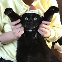 莉々