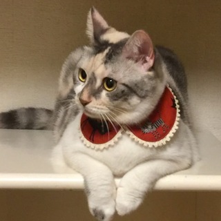 募集停止・へそ天のさゆと申します♡