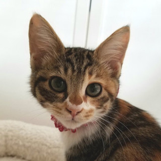 姉妹一緒にご家族募集中☆