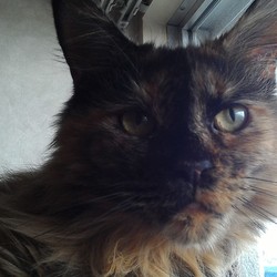 凶暴な猫のブラッシングの方法を教えて下さい