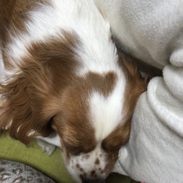 お気に入りの場所〜パパにくっついて爆睡中