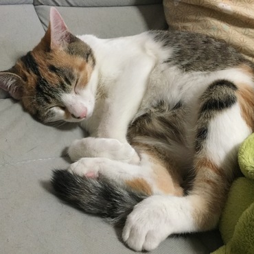 らっくの写真