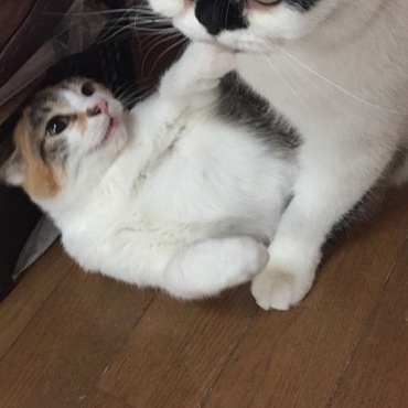 らっくの写真