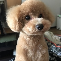 チョコ
