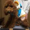 里親様  募集してます。