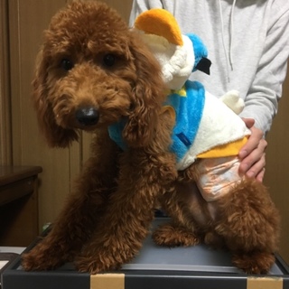 里親様  募集してます。