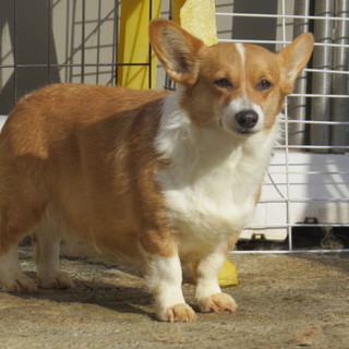 ４歳コーギー女の子