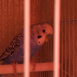 可愛がってあげてほしいです。