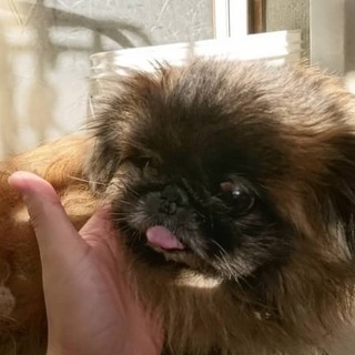 愛知県9歳のペキニーズの女の子です！