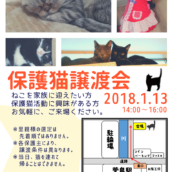 ★★大阪府寝屋川市にて保護猫譲渡会★★