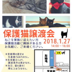 ★★大阪府寝屋川市にて保護猫譲渡会★★ サムネイル1