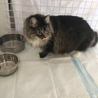 大人しいマンチカン