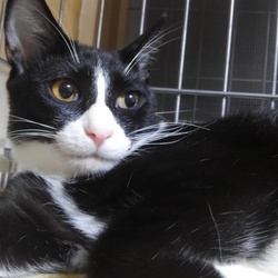 ★★大阪府寝屋川市にて保護猫譲渡会★★ サムネイル2