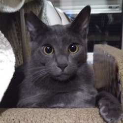 ★★大阪府寝屋川市にて保護猫譲渡会★★ サムネイル3