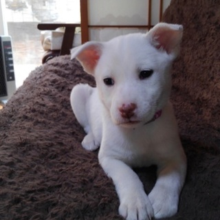 可愛い仔犬チコちゃん