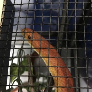 コーンスネーク ノーマルアダルト  ※締め切ります