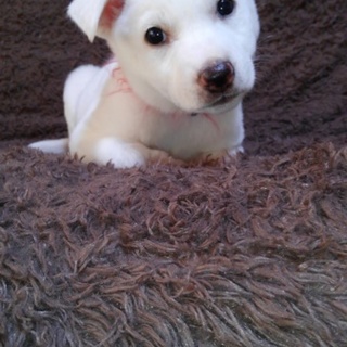 可愛い仔犬チカちゃん