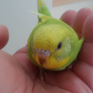 【再度募集】セキセイインコ里親さん募集中！