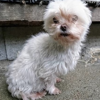 愛知県5歳のマルチーズの女の子です！