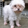 愛知県5歳のマルチーズの女の子です！ サムネイル2