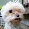 愛知県5歳のマルチーズの女の子です！ サムネイル3