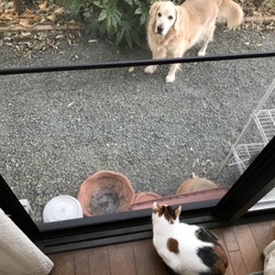 ミニミニドッグラン