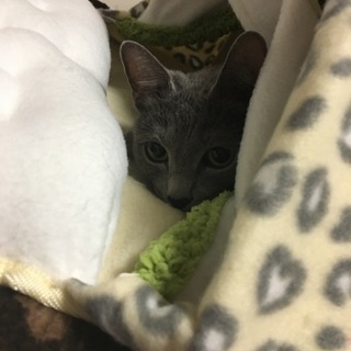 イケメン！ロシアンブルー 男の子