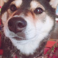 マロン