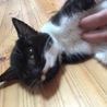 とても人懐っこいメスの仔猫です サムネイル2