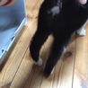 とても人懐っこいメスの仔猫です サムネイル3