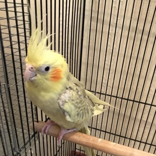 里親決まりました。ありがとうございました。